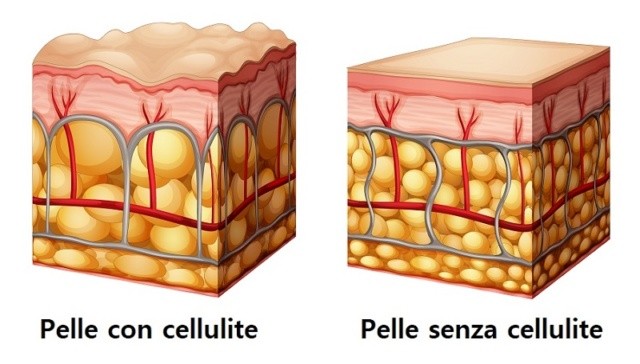 Le straordinarie virtù della fosfatidilcolina