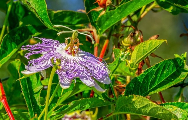 Passiflora rimedio contro insonnia, ansia e sbalzi d'umore