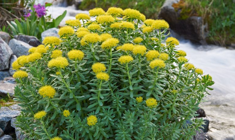 Rodiola, una pianta dalle tante virtù