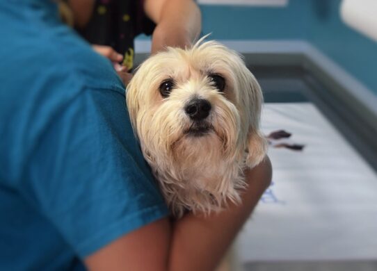 Bordetella-bronchiseptica-vaccino