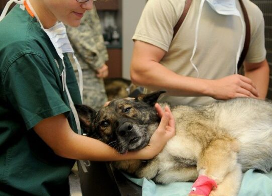 cliente veterinario