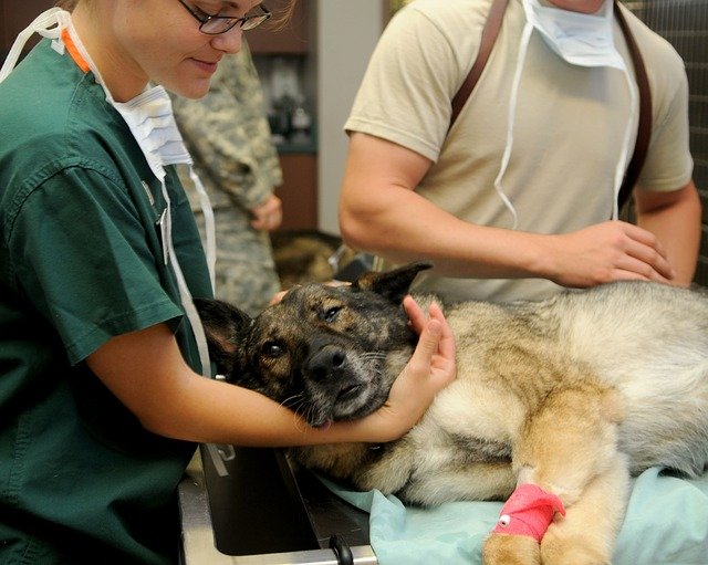 Che tipo di cliente chiede la consulenza veterinaria Omeopatica?