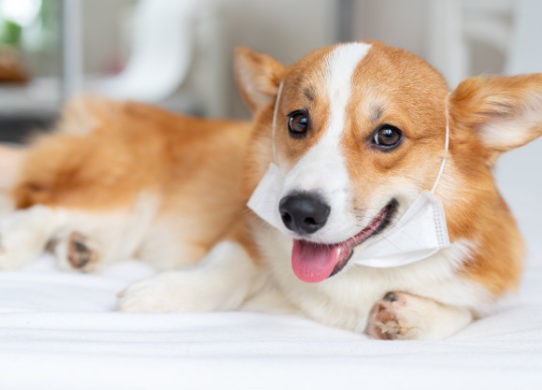 Coronavirus e animali domestici come comportarsi