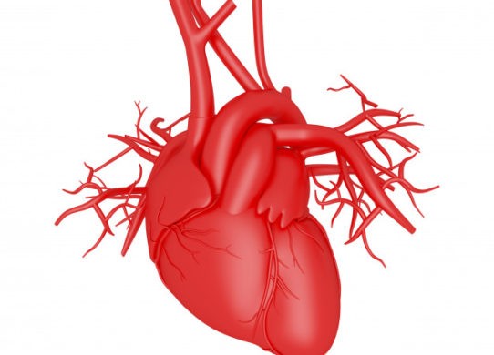 Cuore: anatomia e fisiologia