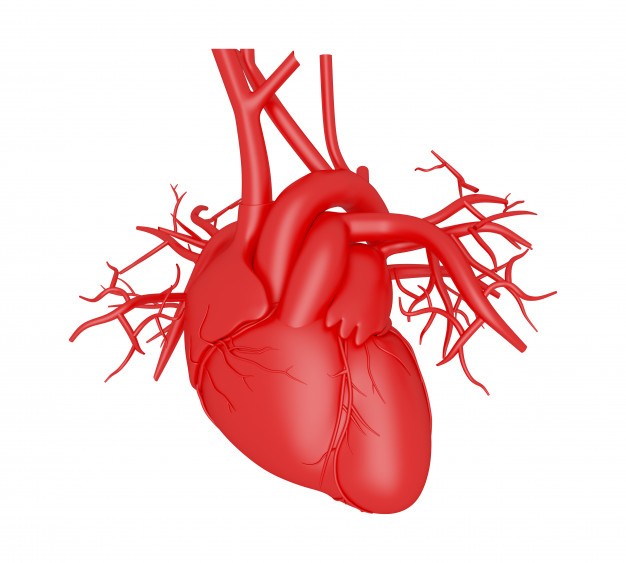 Cuore: anatomia e fisiologia