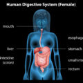 Diverticoli e malattia diverticolare