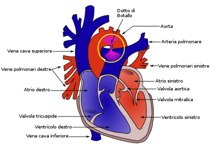 Dotto di Botallo: cos’è e perchè deve essere chiuso