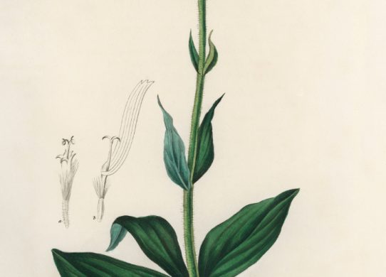 Dulcis in fundo Arnica montana