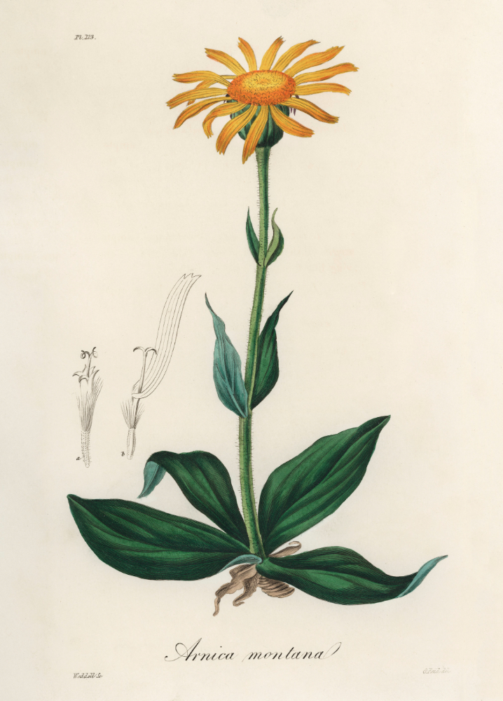 Dulcis in fundo Arnica montana