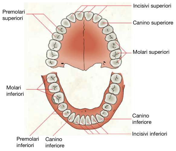I denti e le loro funzioni