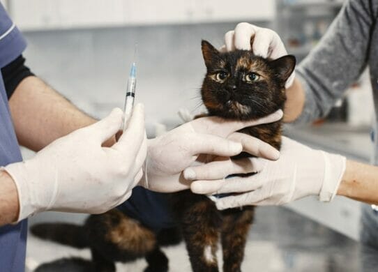 Il parere professionale…di un veterinario omeopatico