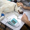 La consulenza omeopatica veterinaria