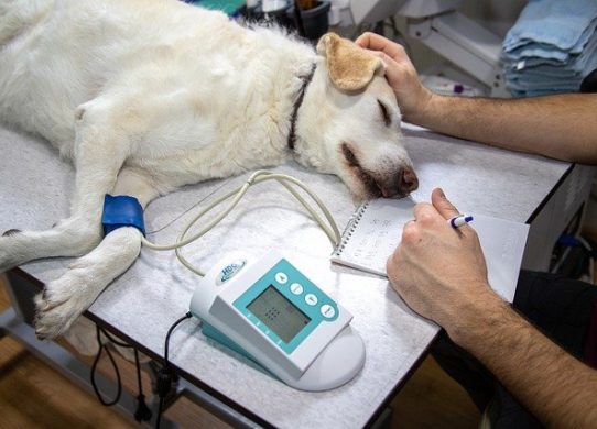 La consulenza omeopatica veterinaria