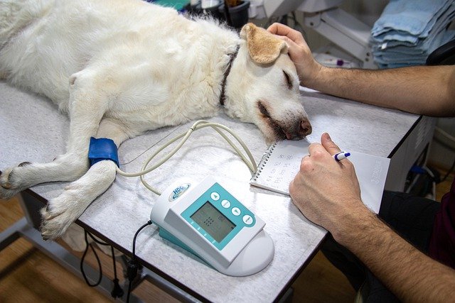 La consulenza omeopatica veterinaria