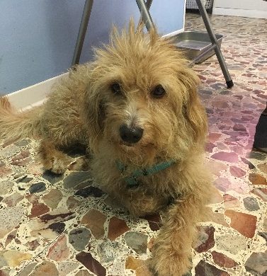 L'esperienza di Linus