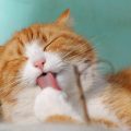 Medicina Omeopatica Veterinaria Ciak si gira!