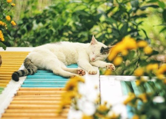 Medicina Omeopatica Veterinaria impara l’arte e mettila da parte