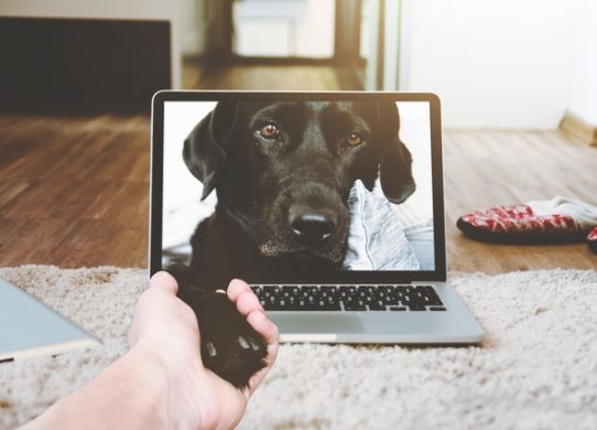 Medicina Omeopatica Veterinaria la telemedicina non è fantascienza