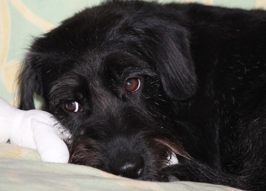 Medicina Omeopatica Veterinaria un caso clinico interessante