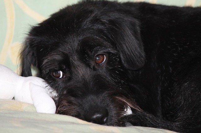 Medicina Omeopatica Veterinaria un caso clinico interessante