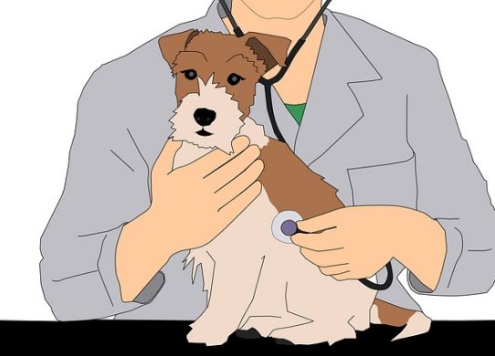 Medicina Omeopatica veterinaria il rimedio unico