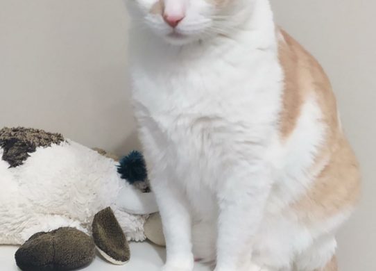 Medicina Omeopatica veterinaria una terapia vale l’altra