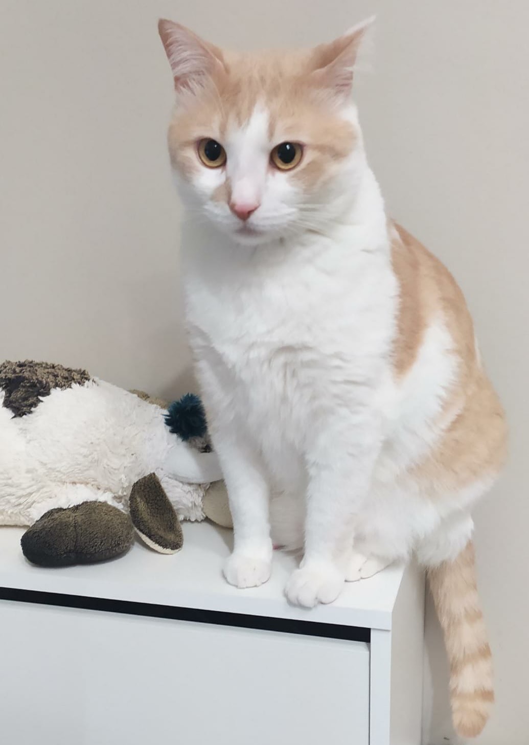 Medicina Omeopatica veterinaria una terapia vale l’altra