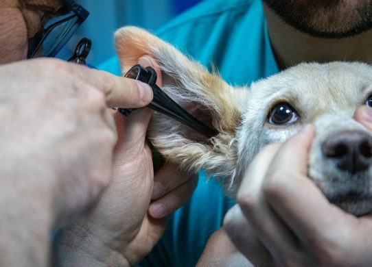 Medicina veterinaria omeopatica specializzati in puzzle