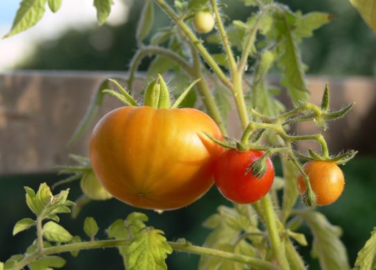 Orto in casa la primavera è il momento giusto