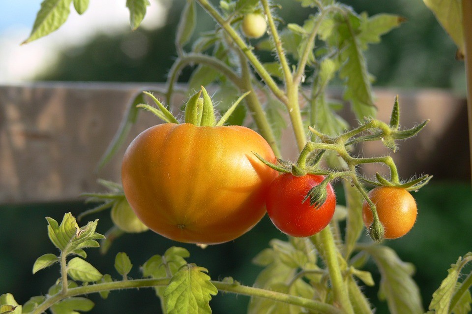 Orto in casa: in primavera è il momento giusto
