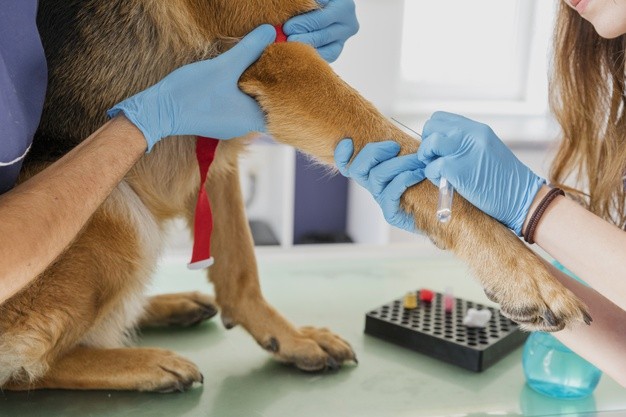 Salute del cane: consigli utili per una vita in forma