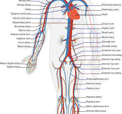 Sistema cardiocircolatorio cosa c'è da sapere su patologie e loro prevenzione
