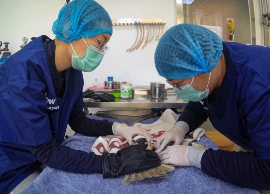 Solo il corpo “what else”