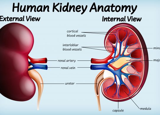 Tumore del rene attenzione ai sintomi sentinella