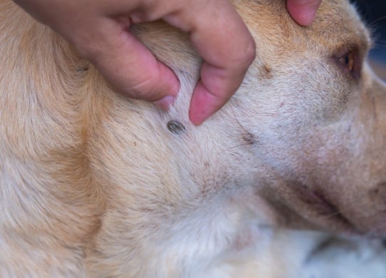 Zecche come toglierle e perché