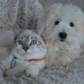 dormire con cane e gatto