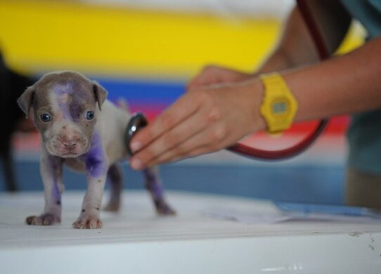omeop-veterinaria