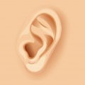 Orecchie: anatomia e fisiologia