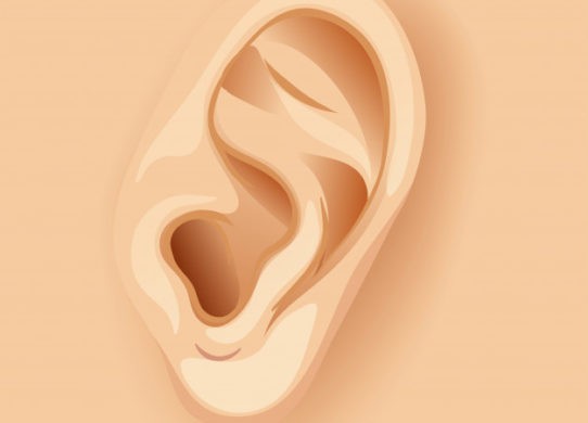 Orecchie: anatomia e fisiologia