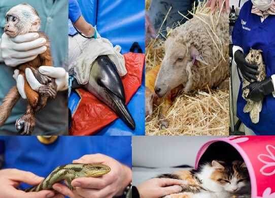 veterinario